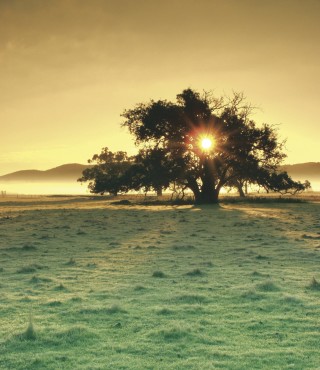 The sun shines through a single tree in a green field