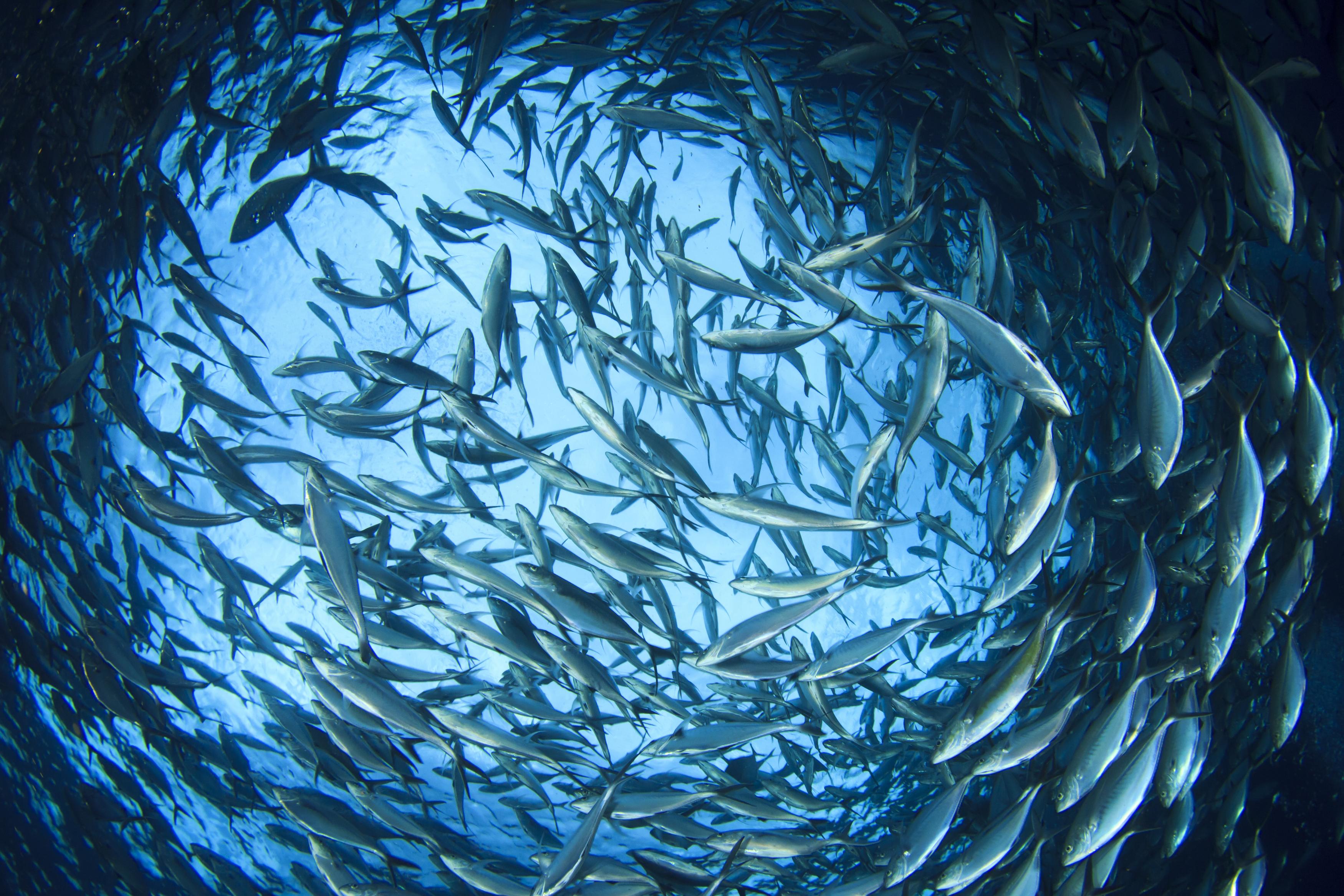 A large number of tuna swim in a circle