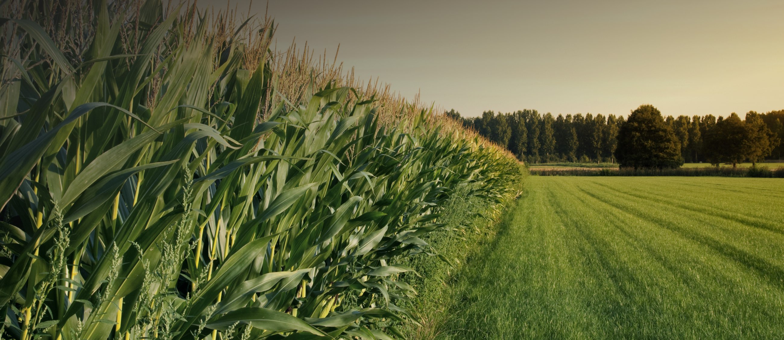 Field of corn crops with trees in the background