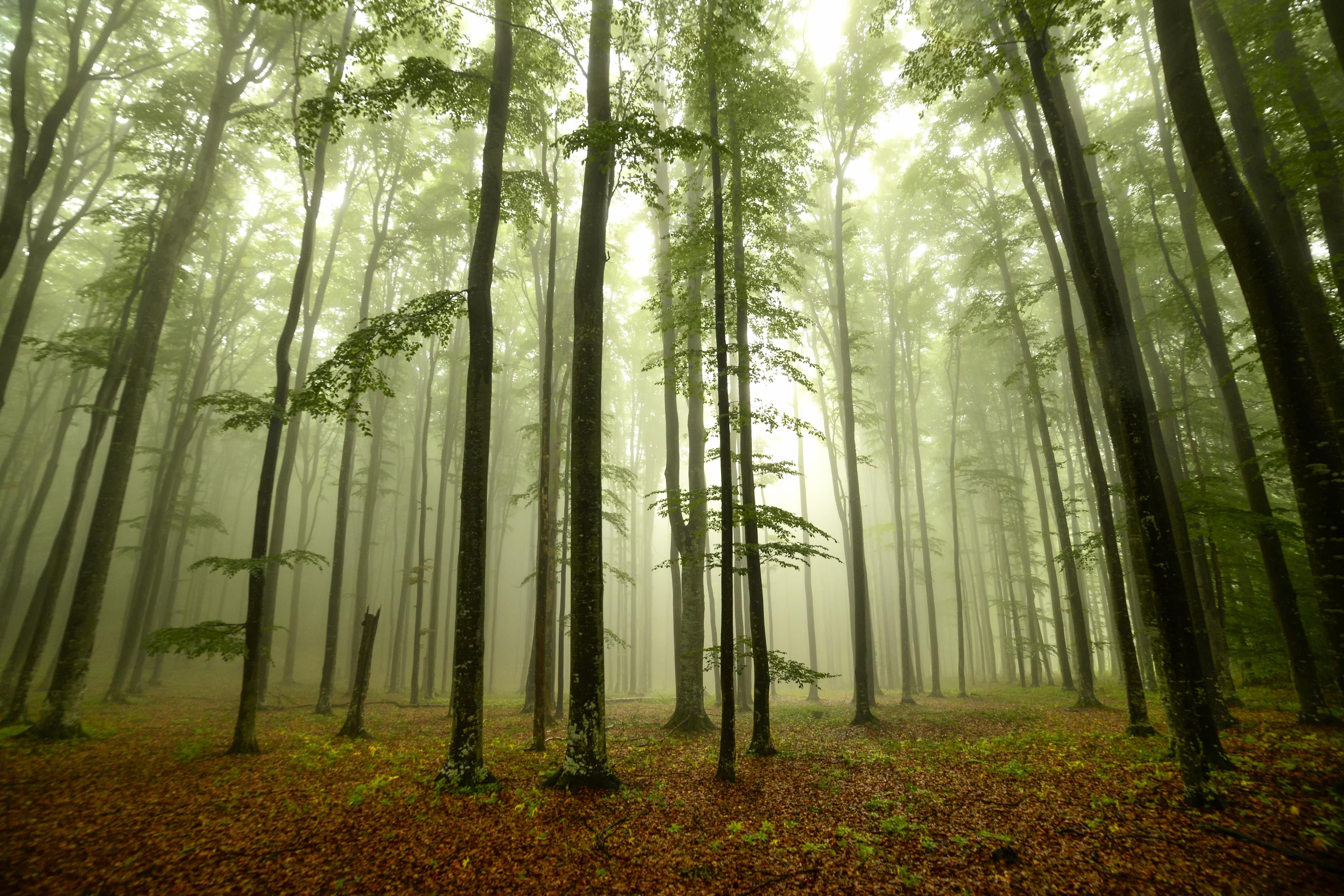 Tall green trees surrounded by fog and leaves
