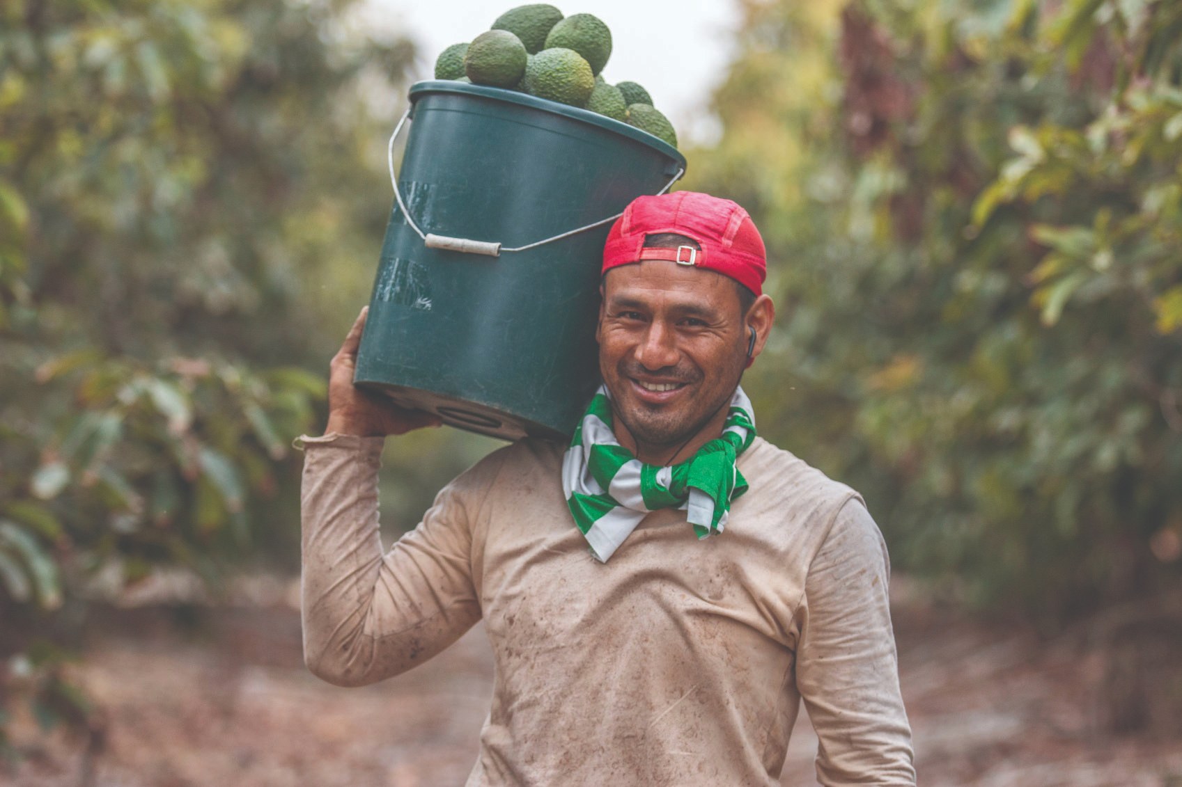 A farmer carries a bucket of avocados