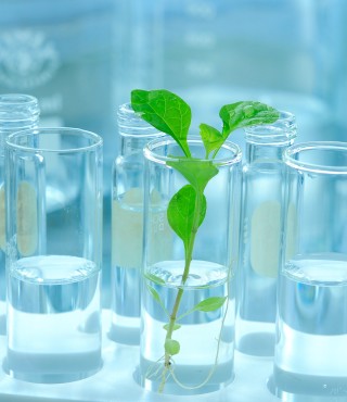 A plant submerged in water grows in a clear glass container