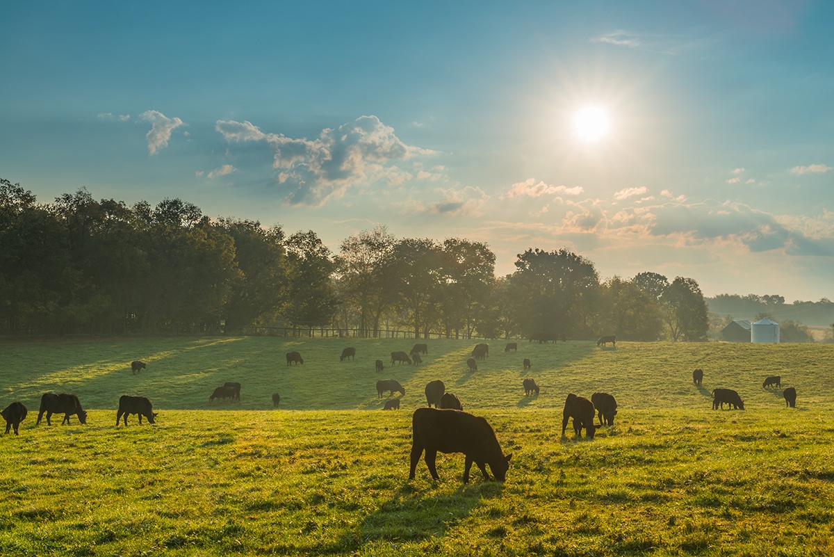 Cows graze in a field